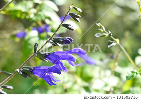 Plant: Salvia guaranitica, Lamiaceae Plant: Salvia guaranitica, Lamiaceae 131602710
