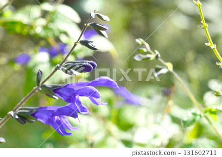 植物：瓜拉尼鼠尾草，唇形科 131602711