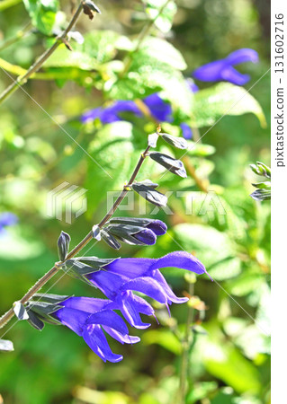 Plant: Salvia guaranitica, Lamiaceae 131602716