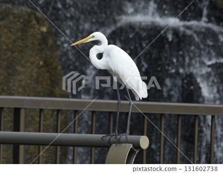 waterside perch 131602738