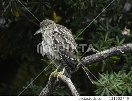 A standing night heron A standing night heron 131602749