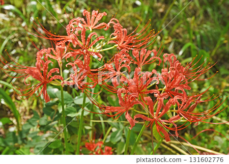 Blooms in season Blooms in season 131602776