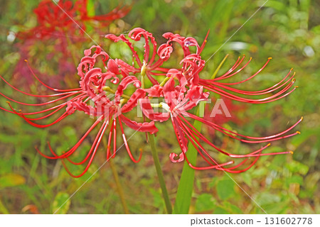 秋天的花朵 131602778