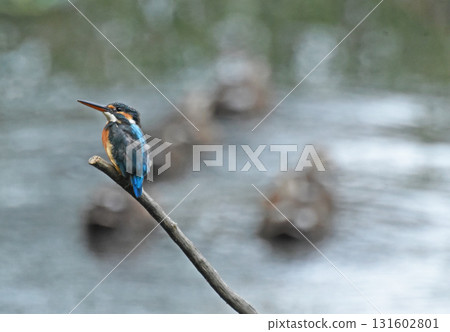 Symbiosis Symbiosis 131602801