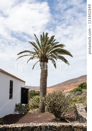 Large palm trees and dry mountains and hills under bright sunlight in Betancuria, inland Fuerteventura 131602849