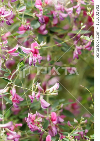 鎌倉寺的灌木三葉草花 131602902