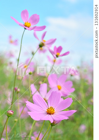 Plant: Cosmos moss Asteraceae 131602914