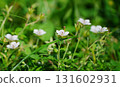 開花在領域的小花 131602931