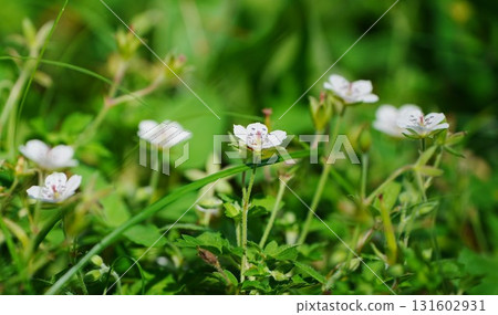 Small flowers blooming in the field 131602931