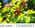 紅色水果莢with 131602933