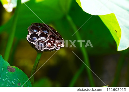 蓮花真的 131602935