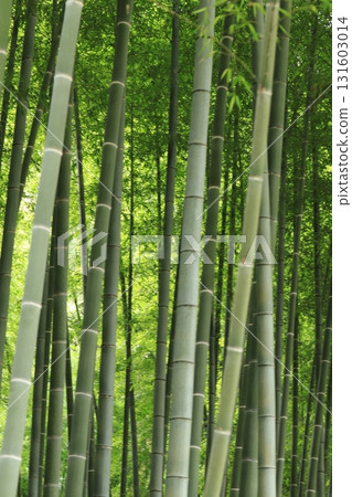 Kamakura temple bamboo grove 131603014