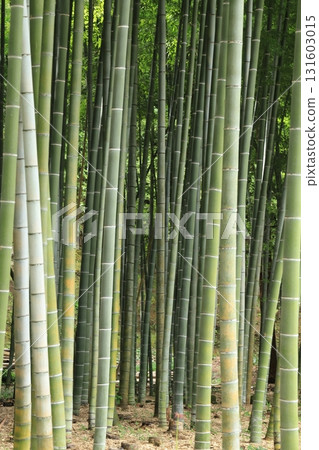 Kamakura temple bamboo grove 131603015