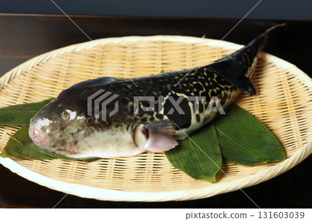 Live tiger pufferfish 131603039