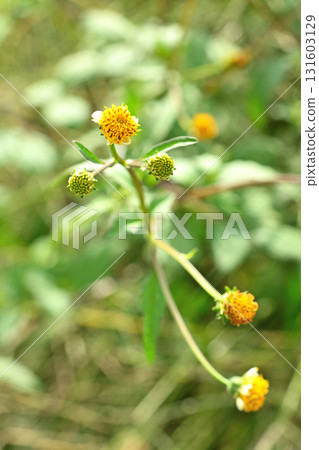 Plant: Kosen dang 131603129