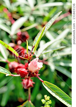 Plant: Roselle Malvaceae 131603136