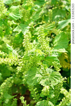 Plants: Labiatae 131603283