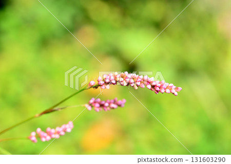 Plants: Family inhabitants Plants: Family inhabitants 131603290