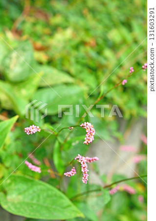 Plants: Family inhabitants Plants: Family inhabitants 131603291