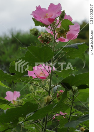 Hibiscus flowers at Kamakura temple 131603297