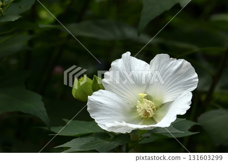 鎌倉寺的芙蓉花 鎌倉寺的芙蓉花 131603299