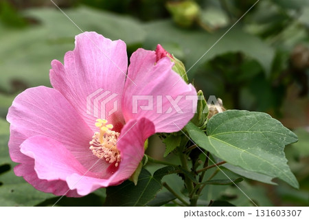 鎌倉寺的芙蓉花 131603307