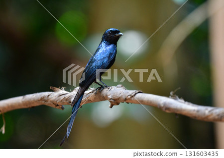 The little drongo is a beautiful little bird with jet black feathers that can be found in the tropical rainforests of Southeast Asia, including Thailand. The little drongo is a beautiful little bird with jet black feathers that can be found in the tropical rainforests of Southeast Asia, including Thailand. 131603435