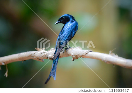 The little drongo is a beautiful little bird with jet black feathers that can be found in the tropical rainforests of Southeast Asia, including Thailand. 131603437