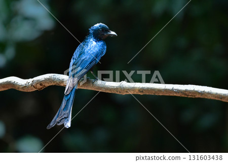 小卷尾是一種美麗的小鳥，有著烏黑的羽毛，可以在東南亞（包括泰國）的熱帶雨林中找到。 131603438