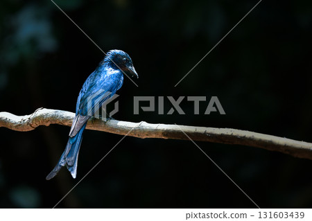 The little drongo is a beautiful little bird with jet black feathers that can be found in the tropical rainforests of Southeast Asia, including Thailand. The little drongo is a beautiful little bird with jet black feathers that can be found in the tropical rainforests of Southeast Asia, including Thailand. 131603439
