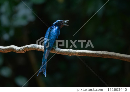 The little drongo is a beautiful little bird with jet black feathers that can be found in the tropical rainforests of Southeast Asia, including Thailand. The little drongo is a beautiful little bird with jet black feathers that can be found in the tropical rainforests of Southeast Asia, including Thailand. 131603440