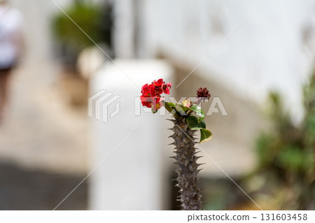 Small red cactus flowers in bright sunlight in Betancuria, inland on Fuerteventura in the Canary Islands 131603458