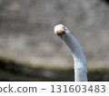 Great Egret's frontal face and strange pose 131603483