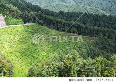 植樹造林期間的山坡 植樹造林期間的山坡 131603505