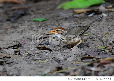 The Crested Babbler is a cute little bird with a distinctive vertical stripe pattern that can be found in the tropical rainforests of Southeast Asia, including Thailand. The Crested Babbler is a cute little bird with a distinctive vertical stripe pattern that can be found in the tropical rainforests of Southeast Asia, including Thailand. 131603531