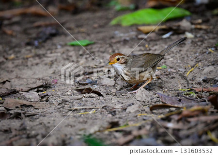 The Crested Babbler is a cute little bird with a distinctive vertical stripe pattern that can be found in the tropical rainforests of Southeast Asia, including Thailand. 131603532