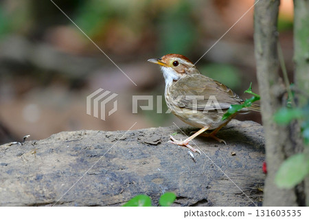 The Crested Babbler is a cute little bird with a distinctive vertical stripe pattern that can be found in the tropical rainforests of Southeast Asia, including Thailand. 131603535