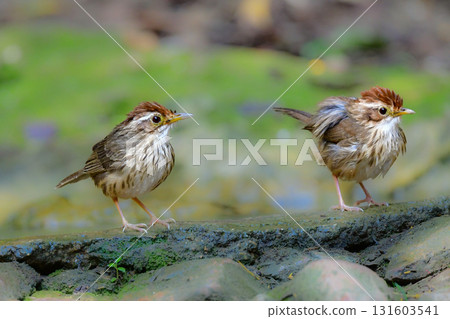 鳳頭鶥是一種可愛的小鳥,有著獨特的垂直條紋圖案,可以在東南亞(包括泰國)的熱帶雨林中找到。 鳳頭鶥是一種可愛的小鳥,有著獨特的垂直條紋圖案,可以在東南亞(包括泰國)的熱帶雨林中找到。 131603541
