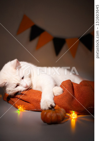 White Cat Lying on an Orange Pillow Near a Halloween Pumpkin White Cat Lying on an Orange Pillow Near a Halloween Pumpkin 131603645