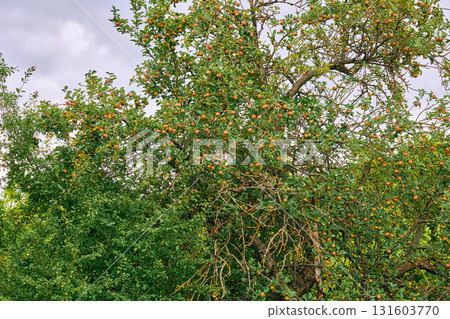 Apple tree with fruits in september abandoned garden 131603770