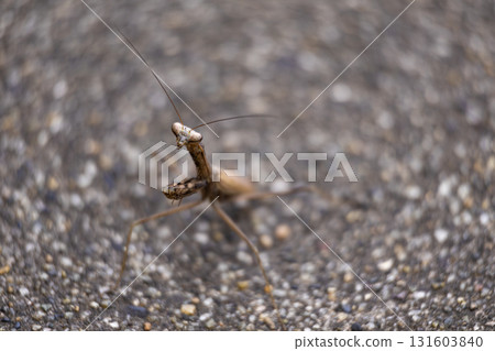 Praying mantis standing on asphalt 131603840