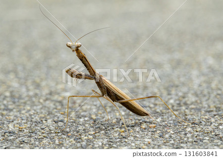 Praying mantis's alert posture 131603841