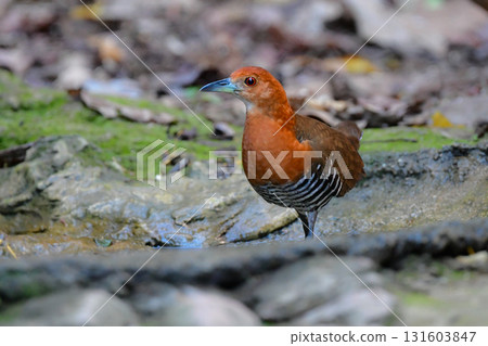 This striking reddish-brown and black-and-white striped giant rail can be found in the tropical rainforests of Southeast Asia, including Ishigaki Island and Thailand. This striking reddish-brown and black-and-white striped giant rail can be found in the tropical rainforests of Southeast Asia, including Ishigaki Island and Thailand. 131603847