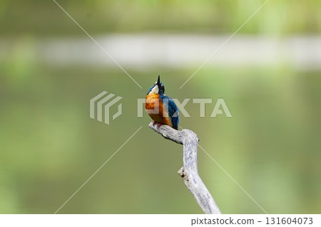 Kingfisher looking up to the sky 131604073