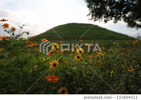 Cosmos field in the ancient tomb 131604311