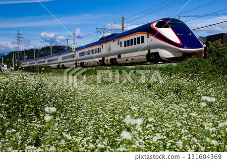 E3 Series Tsubasa Buckwheat Flower 131604369