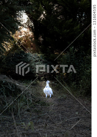 A white dove standing in the forest, the silence of the evening A white dove standing in the forest, the silence of the evening 131604595