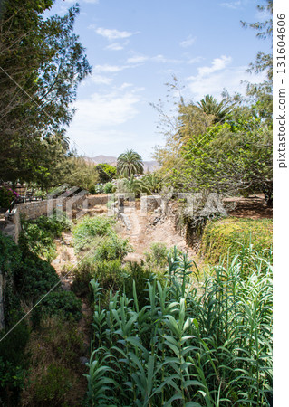 石頭遺址，一個被棕櫚樹和遠處禿山環繞的公園，位於富埃特文圖拉島的貝坦庫裡亞 131604606