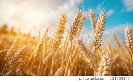 Ripe Yellow Ears Of Wheat In Sunlit Field During Summer 131605343