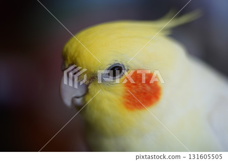 玄鳳鸚鵡 玄鳳鸚鵡 131605505